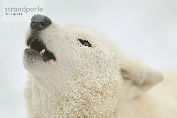 Polarwolf (Canis lupus arctos)  adult  heult im Winter  Porträt  captive