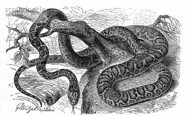 Reptilien  Leopardnatter (Zamenis situla)  Syn. Elaphe situla ist eine Schlange aus der Familie der Nattern  Historisch  digital restaurierte Reproduktion von einer Vorlage aus dem 19. Jahrhundert