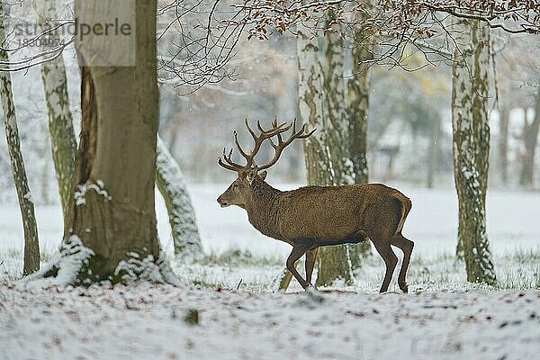 Europäischer Rothirsch (Cervus elaphus)  Hirsch im winterlichen Wald  Hessen  Deutschland  Europa