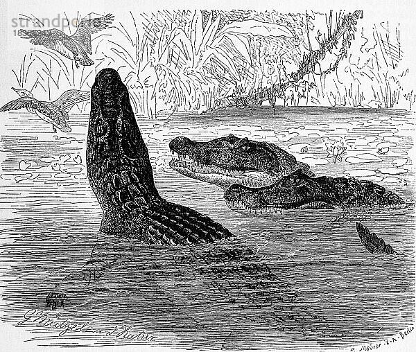 Reptilien  Der  Südliche Brillenkaiman (Caiman yacare)  Syn. Caiman crocodilus yacara gehört zu der Familie der Alligatoren  Historisch  digital restaurierte Reproduktion von einer Vorlage aus dem 19. Jahrhundert