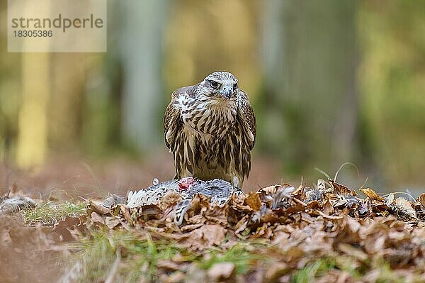 Sakerfalke (falco cherrug)  mit Beute auf Waldboden