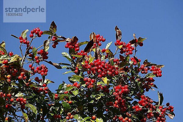 Vogelbeerbaum (Sorbus aucuparia) mit Früchten im Herbst  Vogelbeeren  Deutschland  Europa