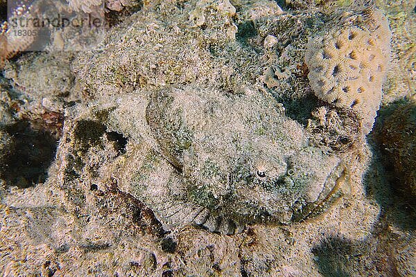 Gut getarnter Buckelkopf-Drachenkopf (Scorpaneopsis diabolus) . Tauchplatz Wrack der Giannis D  Hurghada  Ägypten  Rotes Meer  Afrika