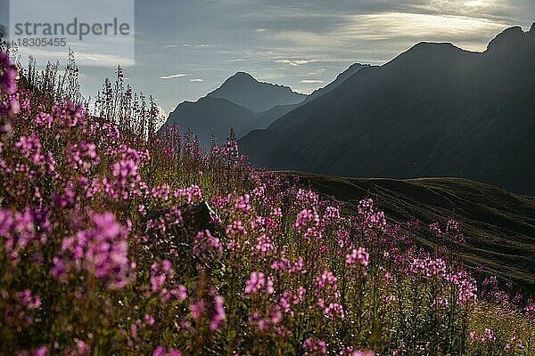 Blumenwiese mit Engadiner Berge im Morgenlicht  St Moritz  Engadin  Graubünden  Schweiz  Europa