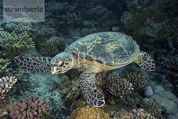 Echte Karettschildkröte (Eretmochelys imbricata)  Tauchplatz Hausriff  Mangrove Bay  El Quesir  Rotes Meer  Ägypten  Afrika