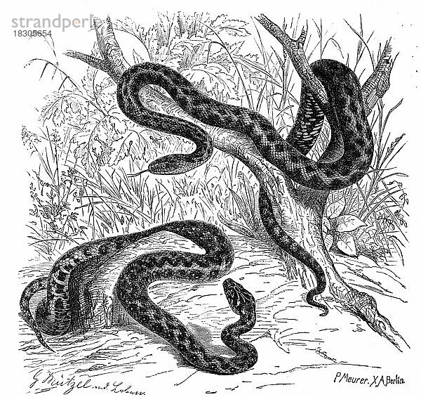 Reptilien  Würfelnatter (Natrix tessellata) ist eine ungiftige  für den Menschen harmlose eurasische Schlange aus der Familie der Nattern und Vipernatter  Vipernatter  Natrix maura  auch Vipernnatter  Historisch  digital restaurierte Reproduktion von einer Vorlage aus dem 19. Jahrhundert