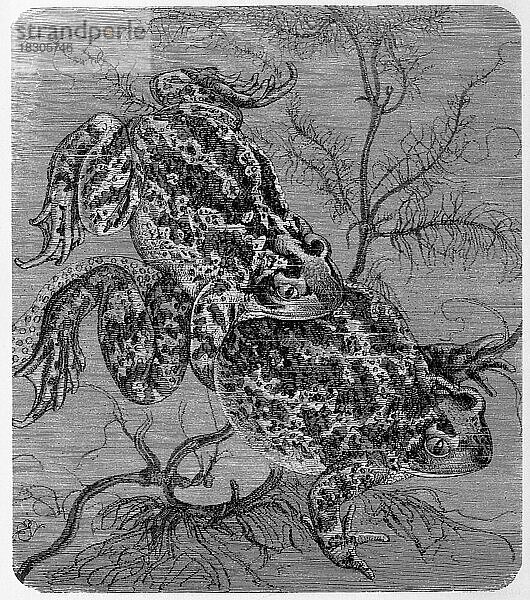 Reptilien  Knoblauchkröte (Pelobates fuscus) ist ein Froschlurch und gehört zur Gattung der Europäischen Schaufelfußkröten  Historisch  digital restaurierte Reproduktion von einer Vorlage aus dem 19. Jahrhundert