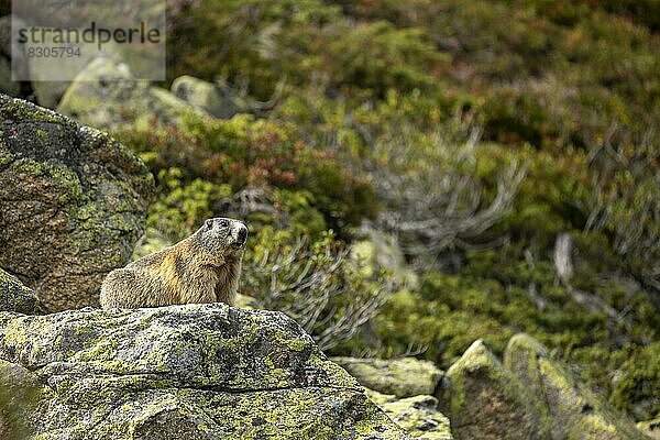 Alpenmurmeltier (Marmota marmota) auf Felsen  St Moritz  Engadin  Graubünden  Schweiz  Europa