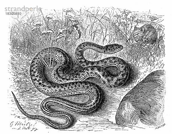 Reptilien  Zornnatter  Zamenis gemonensis  Historisch  digital restaurierte Reproduktion von einer Vorlage aus dem 19. Jahrhundert