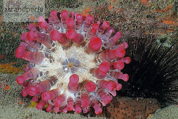 Rote Keulenanemone (Telmatactis cricoides)  Tauchplatz Meeresschutzgebiet El Cabron  Arinaga  Gran Canaria  Spanien  Atlantik  Europa