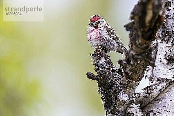 Birkenzeisig (Acanthis flammea oder Carduelis flammea)  Varanger  Finnmark  Norwegen  Europa