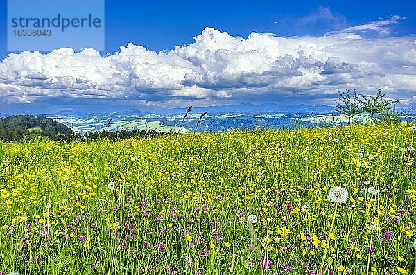 Saftige Bergwiese eingebettet in ländlicher Kulisse im Westallgäu um die Gemeinde Scheidegg bei Lindau  Bayern  Deutschland  Europa