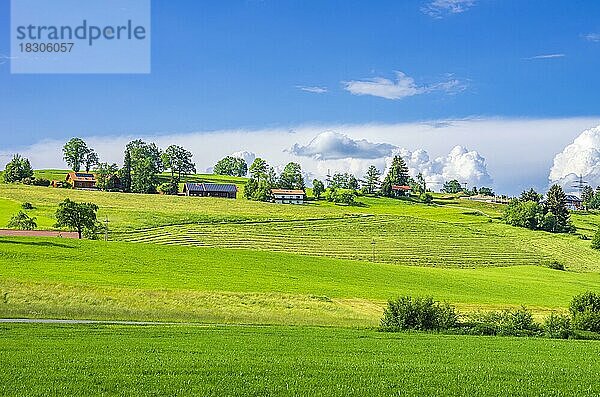 Landschaft und landwirtschaftliche Kulisse im Westallgäu um den Ort Böserscheidegg bei Lindau  Bayern  Deutschland  Europa