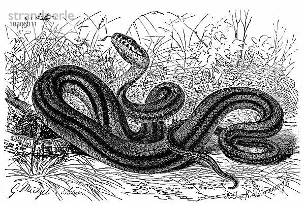 Reptilien  Vierstreifennatter (Elaphe quatuorlineata) ist eine Schlangenart aus der Familie der Nattern  Historisch  digital restaurierte Reproduktion von einer Vorlage aus dem 19. Jahrhundert