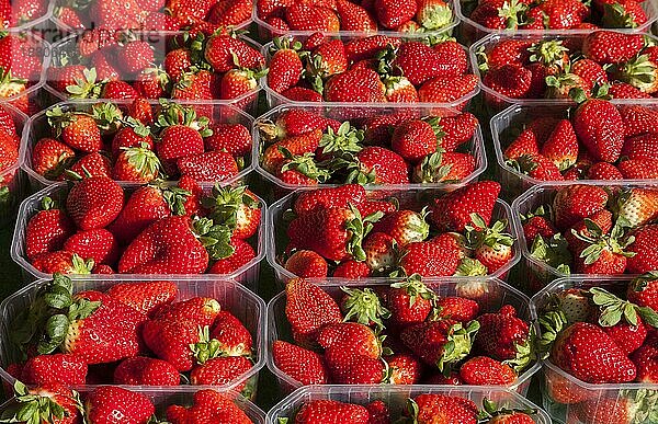 Erdbeeren auf dem örtlichen Bauernmarkt in Münster  Münsterland  Nordrhein-Westfalen  Deutschland  Europa