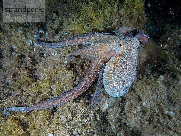 Gemeiner Krake (Octopus vulgaris) bei Nacht  Tauchplatz Meeresschutzgebiet El Cabron  Arinaga  Gran Canaria  Spanien  Atlantik  Europa