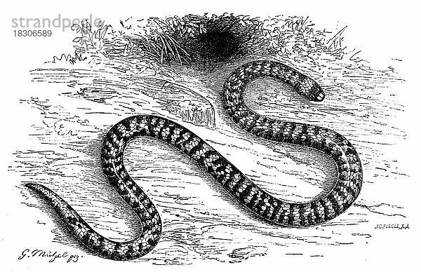 Reptilien  Südafrikanische Korallenschlange  Aspidelaps lubricus  auch Kap-Zwergschildkobra oder Schildnasenkobra  ist eine Schlangenart der Gattung der Scheinkobras  Historisch  digital restaurierte Reproduktion von einer Vorlage aus dem 19. Jahrhundert