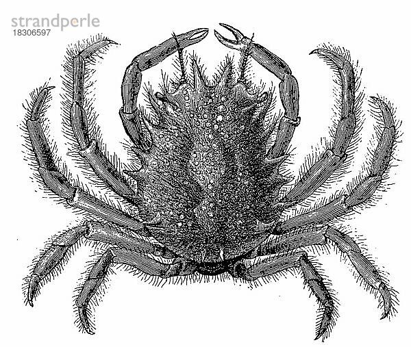 Große Meerspinne  Große Seespinne (Maja squinado) ist die größte im Mittelmeer vorkommende Krabbe  Historisch  digital restaurierte Reproduktion von einer Vorlage aus dem 19. Jahrhundert