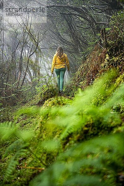 Wanderin auf einem Levada im dicht bewachsenen Wald bei Nebel  Madeira  Portugal  Europa