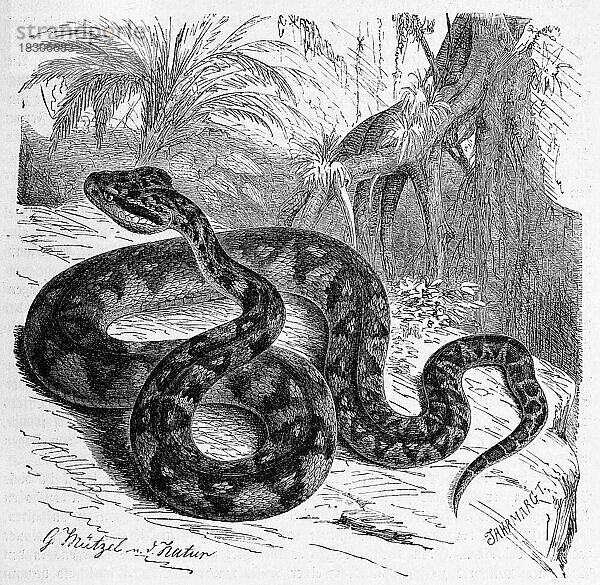 Reptilien  Buschmeister  Lachesis sind eine Schlangengattung aus der Unterfamilie der Grubenottern  Historisch  digital restaurierte Reproduktion von einer Vorlage aus dem 19. Jahrhundert