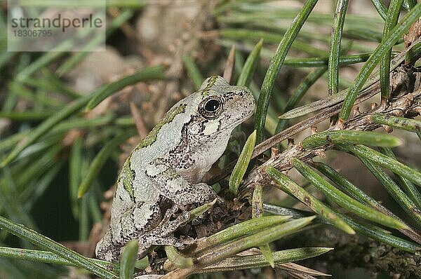 Östlicher Grauer Baumfrosch (Hyla versicolor)  Vorkommen in den östlichen USA und im südöstlichen Kanada