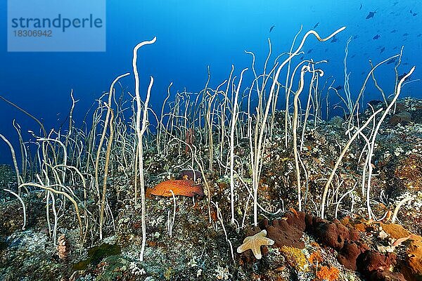 Korallenriff  Riffdach mit Kolonie Zerbrechliche Peitschenkoralle (Junceella fragilis)  Juwelen-Zackenbarsch (Cephalopholis miniata) (Walzenseestern (Choriaster granulatus) Pazifik  Great Barrier Reef  Unesco Weltnatuerbe  Australien  Ozeanien