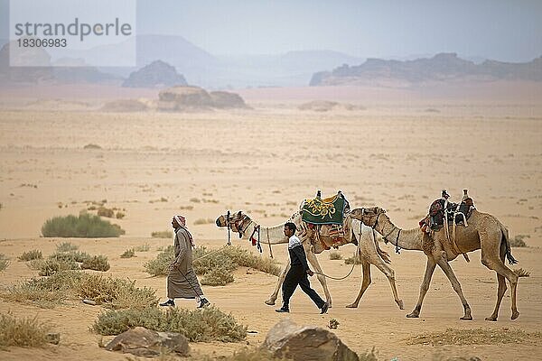Jordanische Beduinen mit Kamelen (Camelidae) in der Wüste  Wadi Rum  Jordanien  Asien