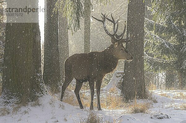 Männlicher Rothirsch im winterlich verschneiten Wald