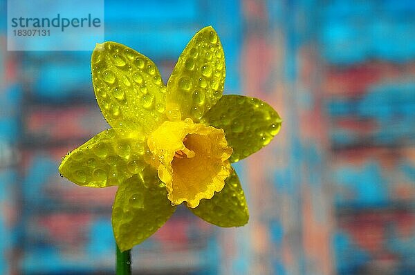 Narzisse (Narcissus pseudonarcissus)