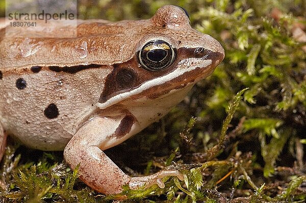 Der Waldfrosch (Rana sylvatica) ist in ganz Nordamerika verbreitet  von den südlichen Appalachen bis zu den borealen Wäldern