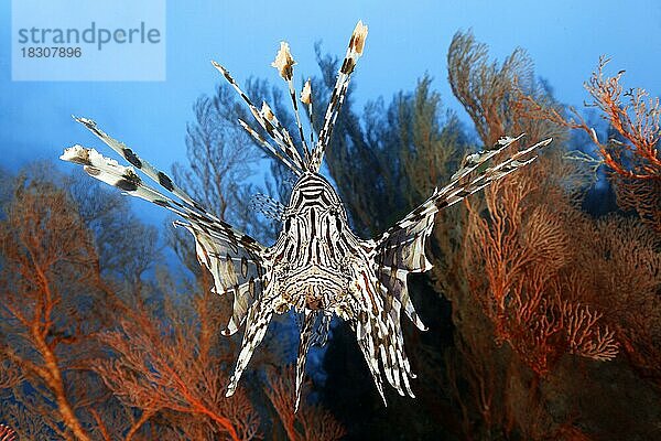 Indischer Rotfeuerfisch (Pterois miles) frontal  von vorne  vor Knotiger Seefächer (Melithaea ochracea)  Gorgonie  rot  Pazifik  Great Barrier Reef  Unesco Weltnatuerbe  Australien  Ozeanien