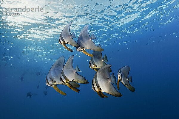 Schwarm  Langflossen-Fledermausfisch (Platax teira)  halbwüchsig  schwimmt unter der Meeresoberfläche im offenen Meer  Pazifik  Great Barrier Reef  Unesco Weltnatuerbe  Australien  Ozeanien