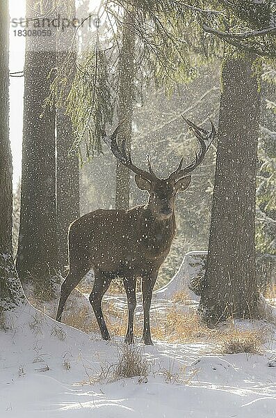 Männlicher Rothirsch im winterlich verschneiten Wald