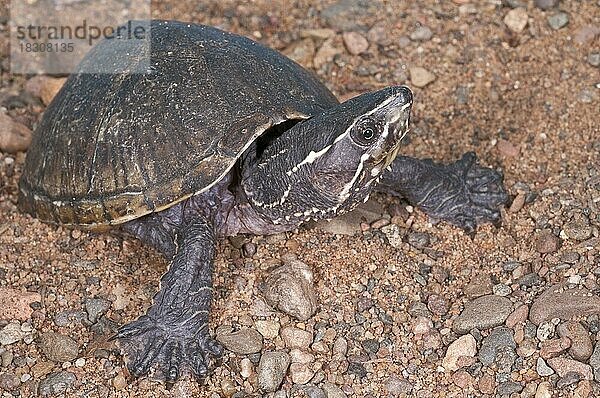 Gewöhnliche Moschusschildkröte (Sternotherus odoratus)  Stinkschildkröte  heimisch im südöstlichen Kanada und im Osten der Vereinigten Staaten