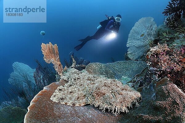 Taucher beobachtet Fransenteppichhai (Eucrossorhinus dasypogon)  auch Wobbegong liegt auf Plattform Koralle (Coscinarea macneilli) Pazifik  Great Barrier Reef  Unesco Weltnatuerbe  Australien  Ozeanien