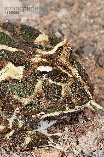 Argentinischer Hornfrosch  Ceratophyrys ornata  auch bekannt als Pacman-Frosch  Vorkommen in den Regenwäldern Argentiniens  Uruguays und Brasiliens