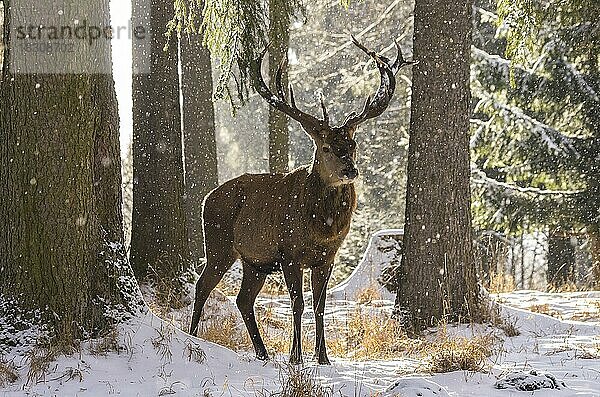 Männlicher Rothirsch im winterlich verschneiten Wald