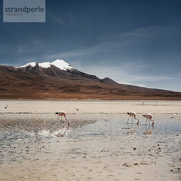 Atacama Wüste Bolivien Hochebene Flamingo Lagune Berge Panorama