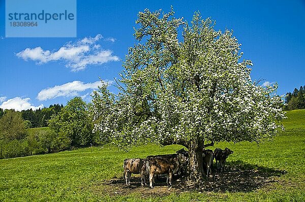 Jungvieh auf der Siedelalpe  oberhalb von Immenstadt im Allgäu  Schwaben  Bayern  Deutschland  Europa