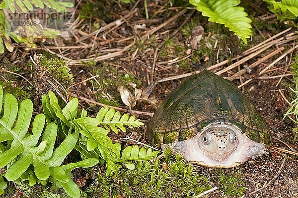 Kleine Moschusschildkröte (Sternotherus minor)  heimisch im Südosten der Vereinigten Staaten
