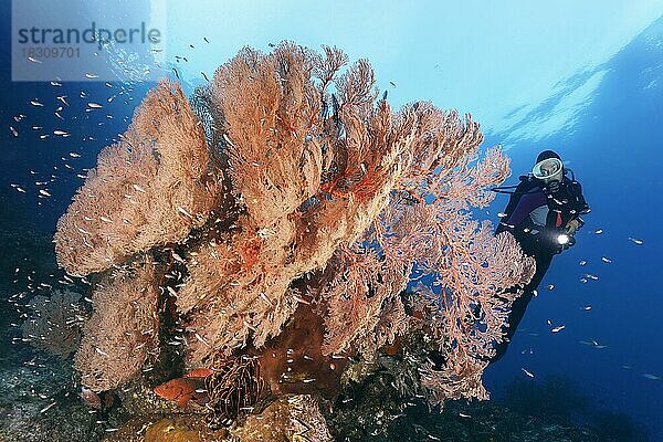 Taucher betrachtet Korallenblock mit Knotiger Seefächer (Melithaea ochracea)  Gorgonie  rot  Schwarm Rotfleck-Kardinalbarsch (Ostorhinchus parvulus)  Pazifik  Great Barrier Reef  Unesco Weltnatuerbe  Australien  Ozeanien