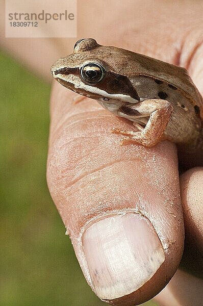 Der Waldfrosch (Rana sylvatica) ist in ganz Nordamerika verbreitet  von den südlichen Appalachen bis zu den borealen Wäldern. In der Hand  Modell freigegeben