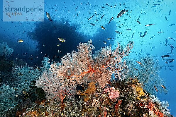 Intaktes  lebendiges Korallenriff mit Schwarm Riffbarsche und dichter Bewuchs an verschiedenen Korallen  Mitte Knotiger Seefächer (Melithaea ochracea)  Gorgonie  rot  hinten Silhouette Korallenriff  Pazifik  Great Barrier Reef  Unesco Weltnatuerbe  Australien  Ozeanien