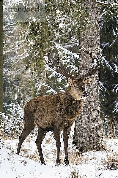 Männlicher Rothirsch im winterlich verschneiten Wald