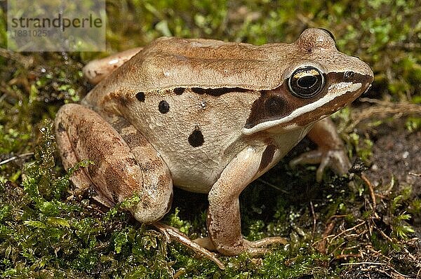 Der Waldfrosch (Rana sylvatica) ist in ganz Nordamerika verbreitet  von den südlichen Appalachen bis zu den borealen Wäldern