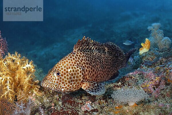 Honigwaben-Zackenbarsch (Epinephelus merra)  Pazifik  Great Barrier Reef  Unesco Weltnatuerbe  Australien  Ozeanien