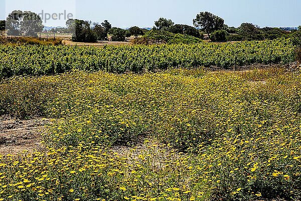 Fruchtbare phoenizische Insel Mozia  Aussenposten fuer Kaufleute und Seefahrer  12. Jhd. v. Chr.  Sizillien  Moiza  Sizilien  Italien  Europa