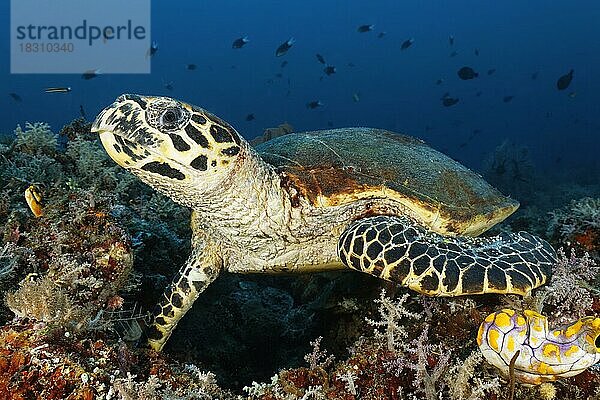 Unechte Karettschildkröte (Caretta caretta) ruht auf Korallenriff  Pazifik  Great Barrier Reef  Unesco Weltnatuerbe  Australien  Ozeanien