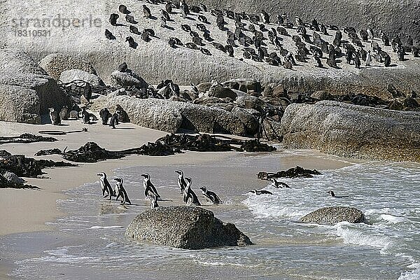 Kap-Pinguine (Spheniscus demersus)  Südafrikanische Pinguin-Kolonie am Boulders Beach  Simon's Town  Westkap  Südafrika