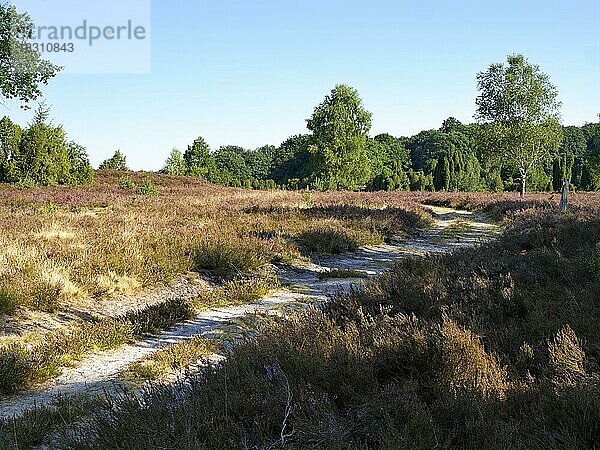 Fahrweg im Naturpark Lüneburger Heide während der Heideblüte im Spätsommer. Lüneburger Heide  Niederhaverbeck  Niedersachsen  Deutschland  Europa